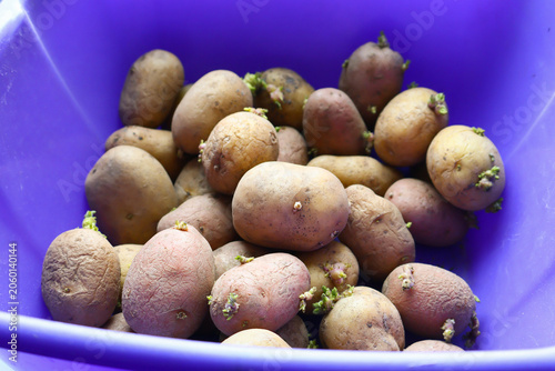 Purple plastic container with sprouting potatoes on windowsill