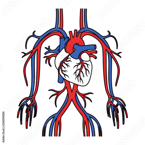 Simplified anatomical illustration of human heart with connected circulatory system and veins