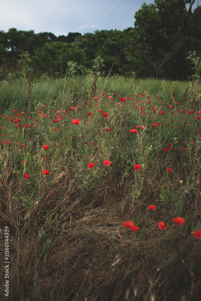 Fototapeta premium field of red poppies