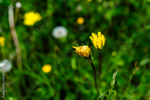 Yellow Wildflower Bud in Meadow Grass