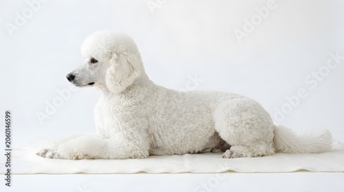 White poodle lying on a mat isolated on white background