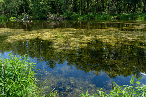Anna pond in the forest in Puszcza Niepolomicka (Niepolomice Forest) near Kraków city, Poland
