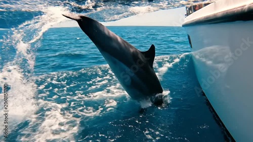 A sleek dolphin gracefully leaps from the ocean waves beside a white boat on a sunny day