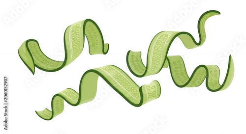 Spiralized Fresh Cucumber Ribbons Isolated on White Background for Healthy Food Salad Garnish and Culinary Decoration