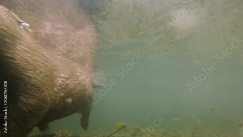 Underwater footage of a Eurasian beaver (Castor fiber) moving through its natural freshwater habitat. Captured in natural light, showing calm behavior and authentic river ecosystem details.