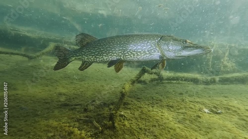 Underwater close-up footage of a large northern pike (Esox lucius) in its natural habitat. Captured in natural light, revealing sharp details and powerful jaws.