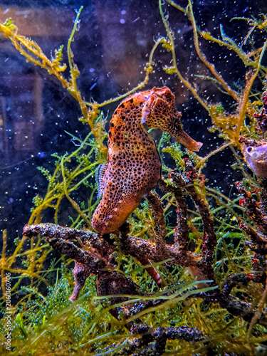 A detailed side view of a speckled long snouted seahorse (Hippocampus guttulatus) holding onto algae underwater.
