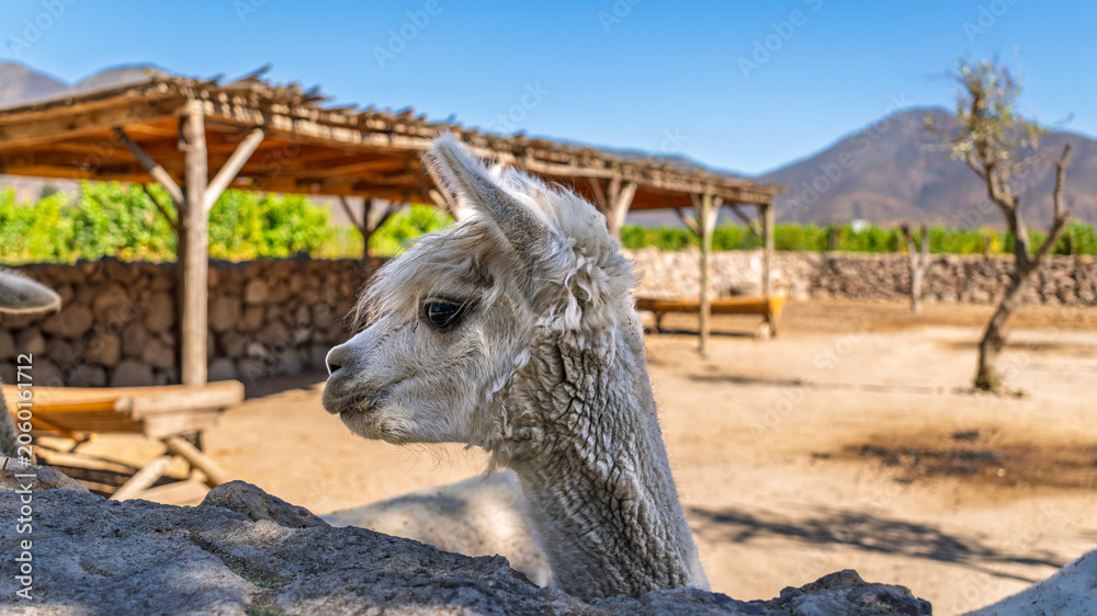Fototapeta premium Profile view of a cute white fluffy alpaca on a sunny farm with a wooden shelter and mountains in the background, ideal for travel and animal concepts