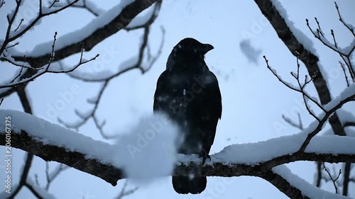 A solitary raven silhouetted against a muted winter sky perched on a snow-dusted branch