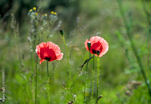 Photo of two red poppies on sunlight