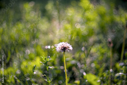 Medicinal dandelion with a white fluffy seed head