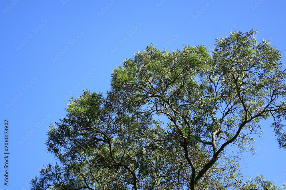 Fototapeta premium Green Tree Canopy Against Clear Blue Sky