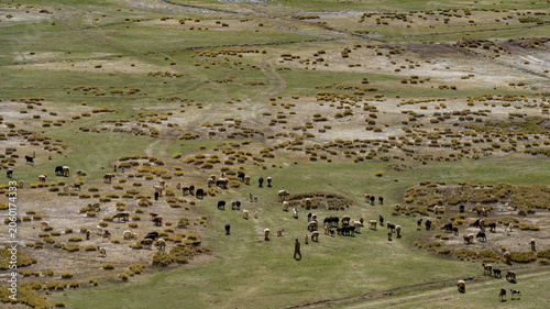 Fotografia Herd of Llamas and Alpacas Grazing on Andean Highland Pasture