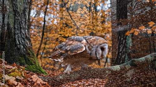 A stunning barn owl with wings spread wide, perched on a moss-covered branch amidst vibrant autumn foliage in a tranquil forest setting.