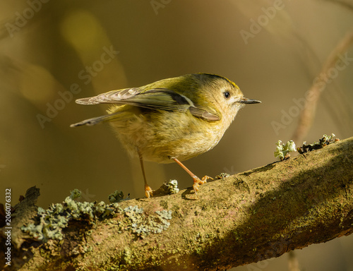 goldcrest (Regulus regulus) bird on branch