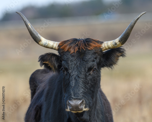 Photos wild tauros, aurochs-like cattle portrait