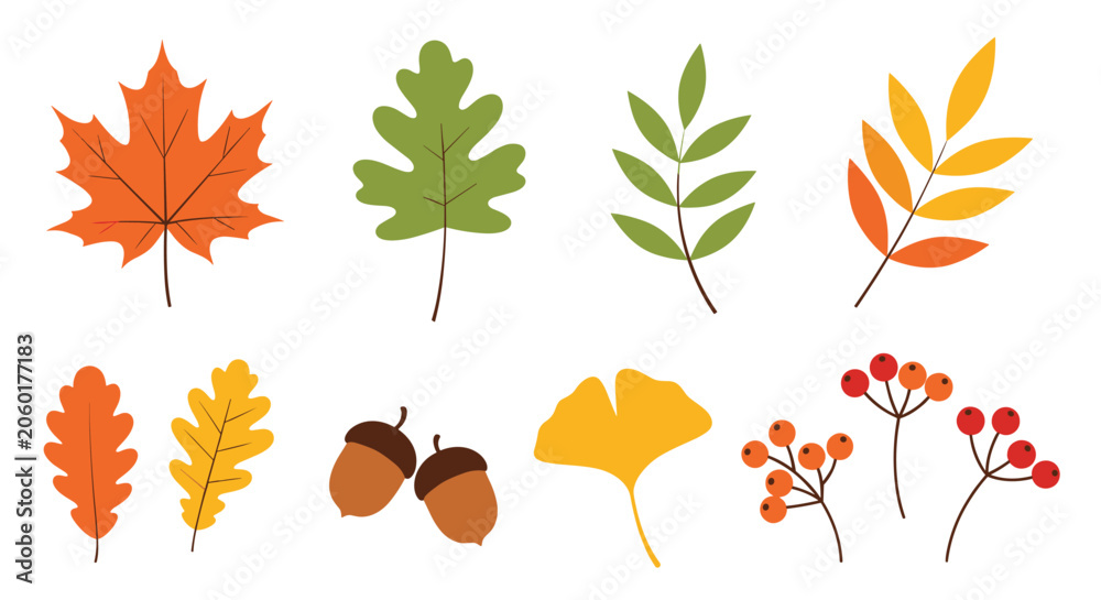 Fototapeta premium Collection of various autumn leaves such as maple and oak along with acorns and red berries representing the fall season.