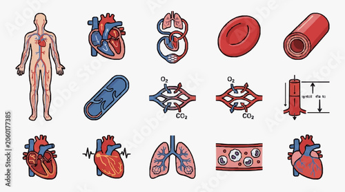 Fotografija Human circulatory system and respiratory system illustration.
