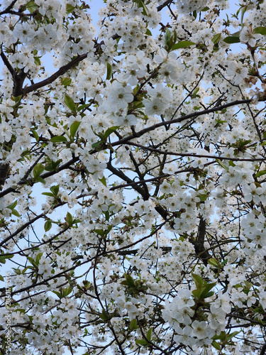Cherry blossoms. Cherry blossoms in spring. Spring garden