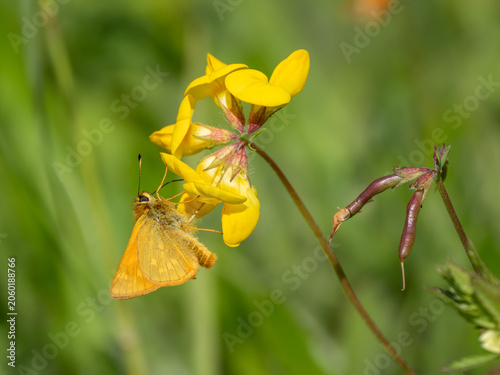 Foto A Large Skipper Feeding on Bird's Foot Trefoil