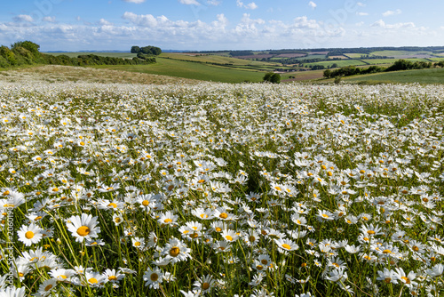 Oxeye daisies growing wild next to arable farmland on the Berkshire Downs, East Garston, Berkshire, England, United Kingdom, Europe