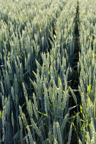 Green wheat ripening in the sunlight on arable farmland on the Berkshire Downs, East Garston, Berkshire, England, United Kingdom, Europe