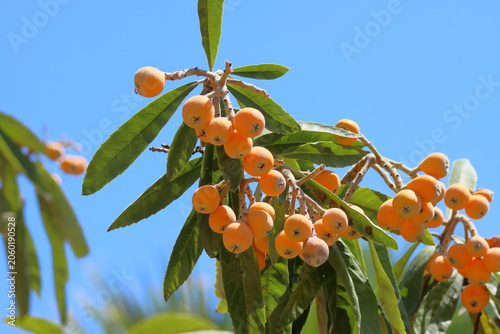 Slika na platnu Ripe loquat fruits on a tree against the blue sky