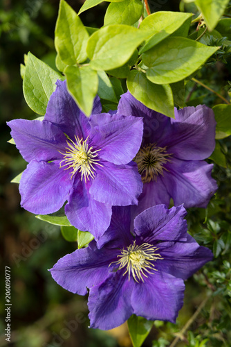 Detail of Clematis, Berkshire, UK