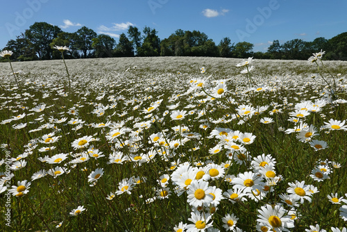 Oxeye daisies growing wild in farm field, Hampshire, England, United Kingdom, Europe