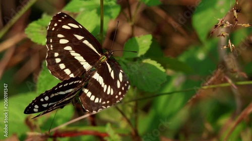 Detailed closeup footage showing a mating pair of Clear sailer butterflies (Neptis nata) on a green plant leaf in their natural forest habitat during autumn in Himachal Pradesh, India.