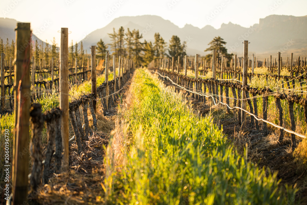 Fototapeta premium Dormant Wine Grape Vineyard at Golden Hour Western Cape