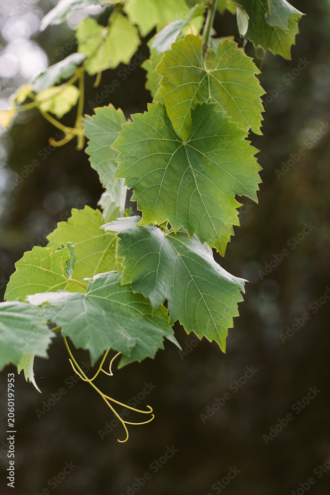 Fototapeta premium Fresh Green Grapevine Leaves and Tendrils in Western Cape Vineyard