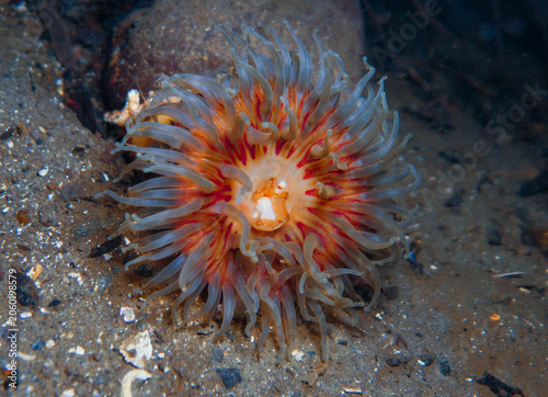 Konstfotografi Dahlia sea anemone