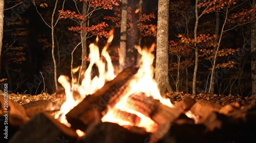 A Vibrant Campfire Crackles Warmly Amidst Autumn Forest Trees at Night