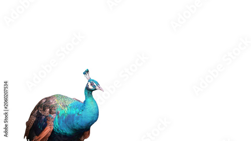 portrait of blue indian peafowl under the sun light, indian blue peacock on white peacock, isolated adult blue peacock