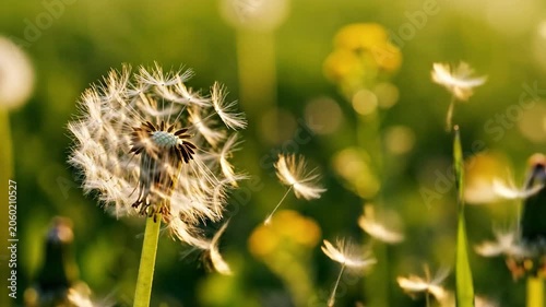 Dandelion Seeds Blowing in a Sunlit Field
