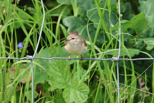 the willow warbler (Phylloscopus trochilus)