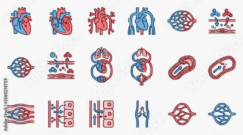 Tableau sur toile Human Circulatory System Anatomy and Physiology Icons.