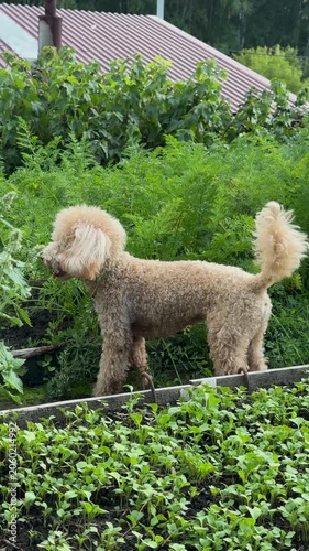 Cute toy poodle standing in a green vegetable garden. Small curly dog outdoors among plants, seedlings and summer greenery