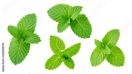 Fresh green mint leaves sprigs arrangement