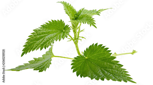 Fotografie Green stinging nettle plant branch with serrated leaves
