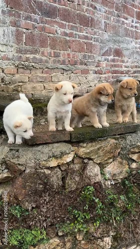 Four cute fluffy puppies standing on Stone brick wall 