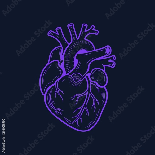 Human brain anatomy illustration featuring detailed cerebral structures in a professional scientific vector style. Ideal for neuroscience, healthcare, and educational materials.