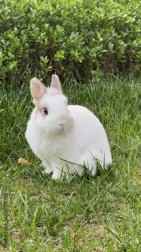 Cute white rabbit with brown spots sitting in green grass 