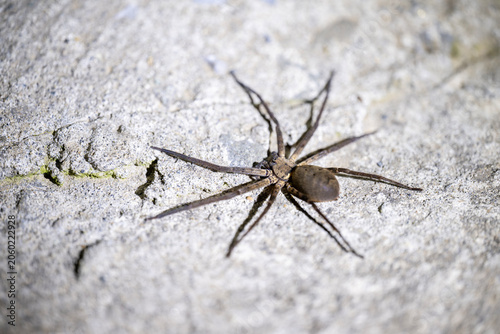 Foto Macro photography of a huntsman spider resting on a concrete floor