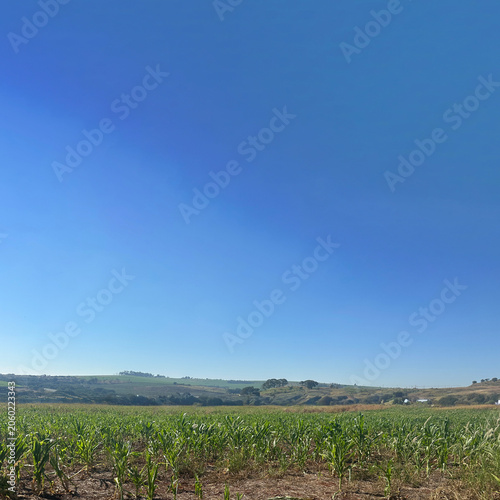 Wide Agricultural Corne Field Under Clear Blue Sky