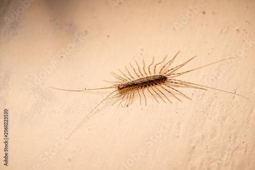 Quadro su tela Detailed macro photograph of a house centipede resting on a light-colored wall surface