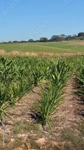 Close-Up of Growing Corn Plants Field with Cinematic Sky