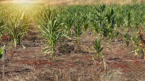 Close-Up of Growing Corn Plants Field with Cinematic Sky