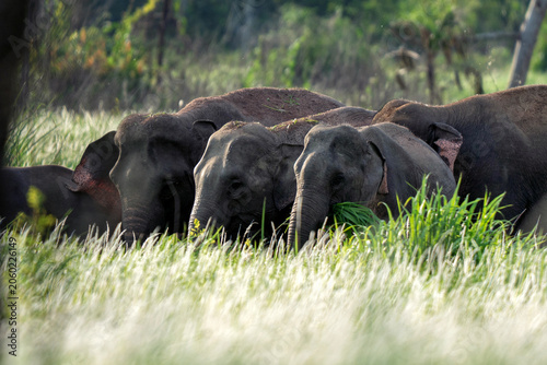 Obraz na płótnie Wildlife, Herd of Elephants